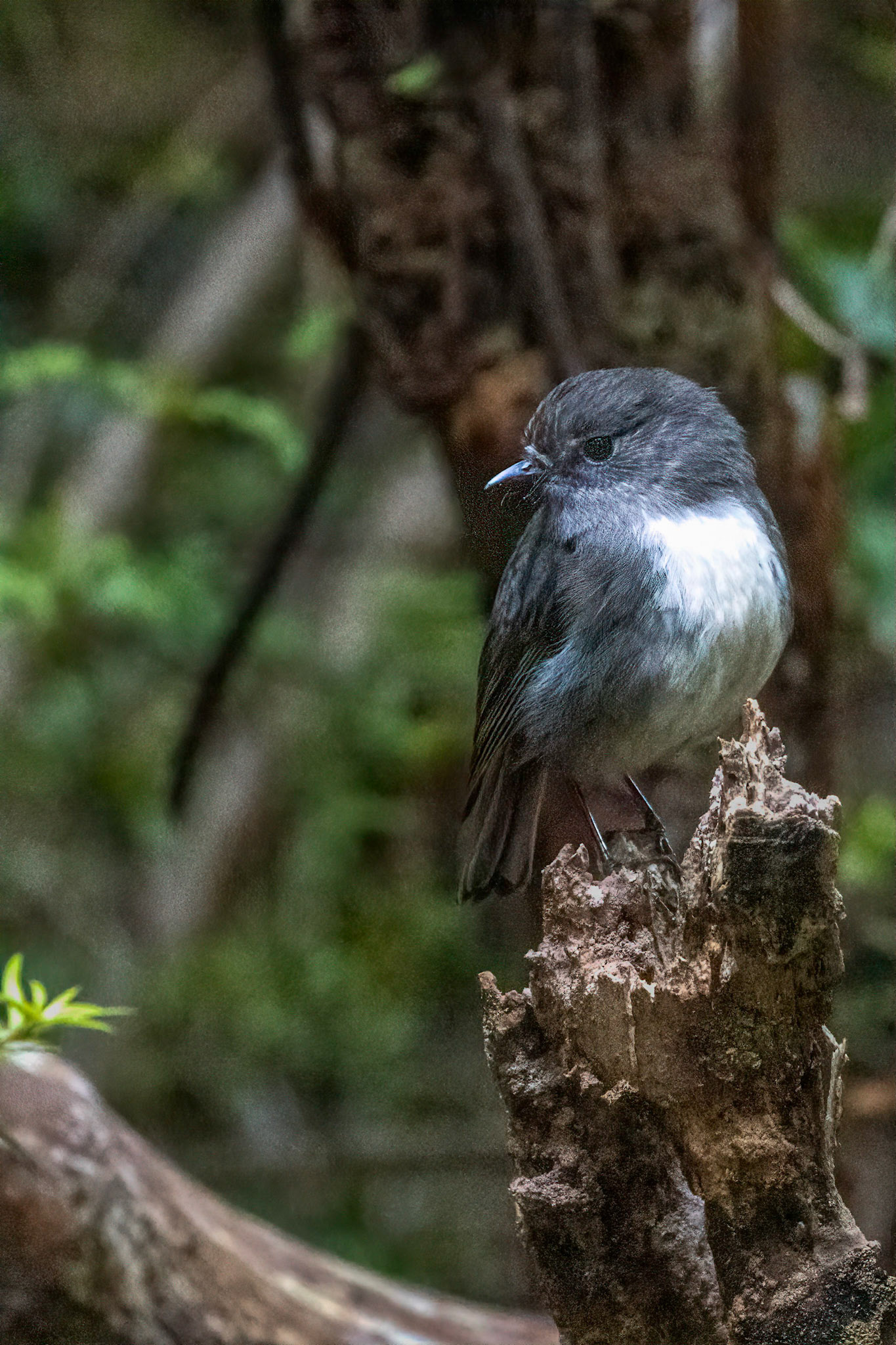 South Island Robin