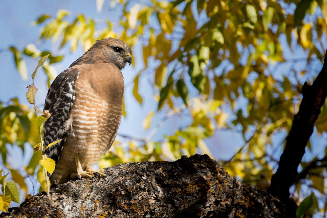 Red-shouldered Hawk