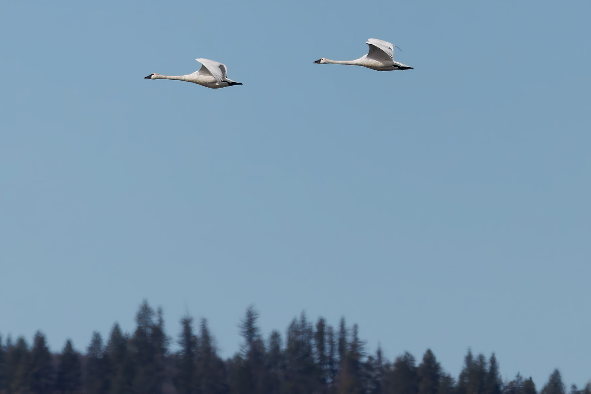 Tundra Swans