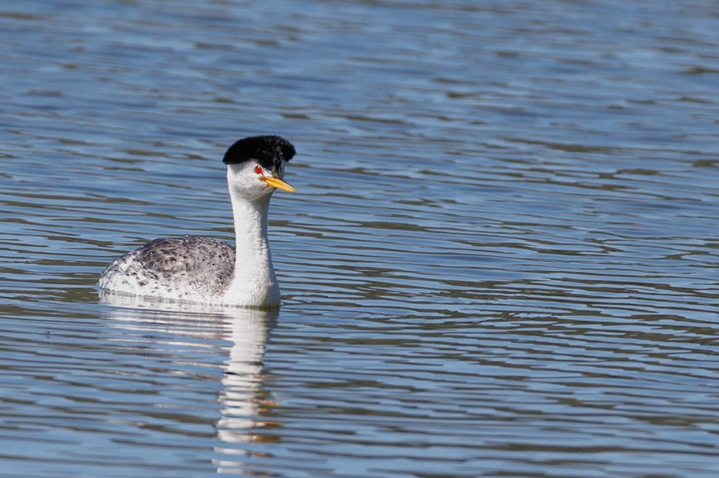 Clark's Grebe