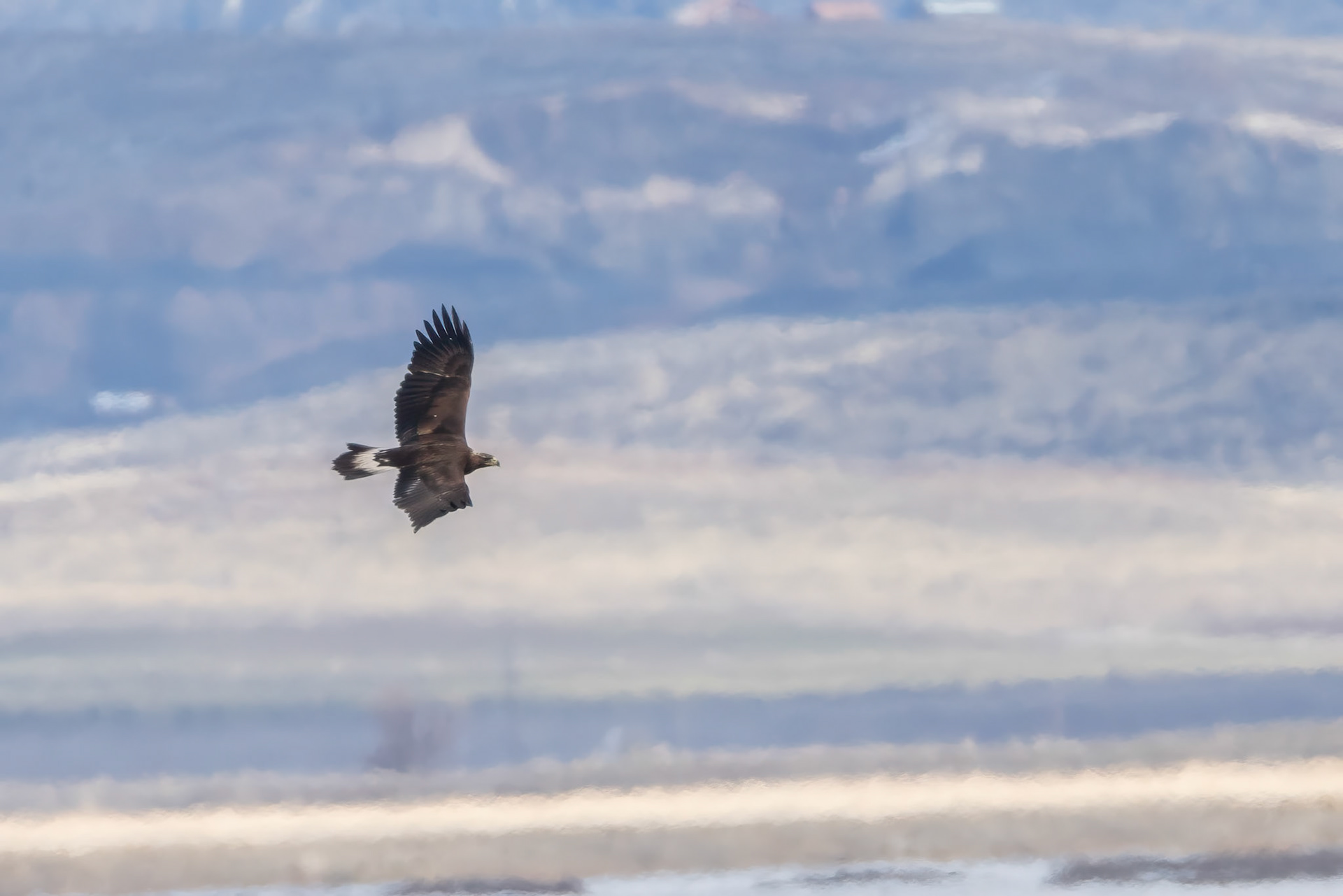 Golden Eagle