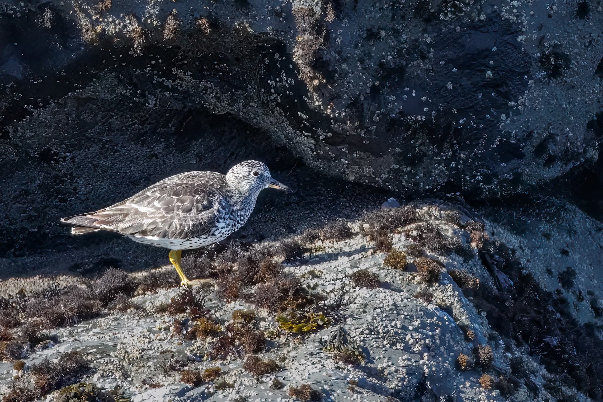 Surfbird
