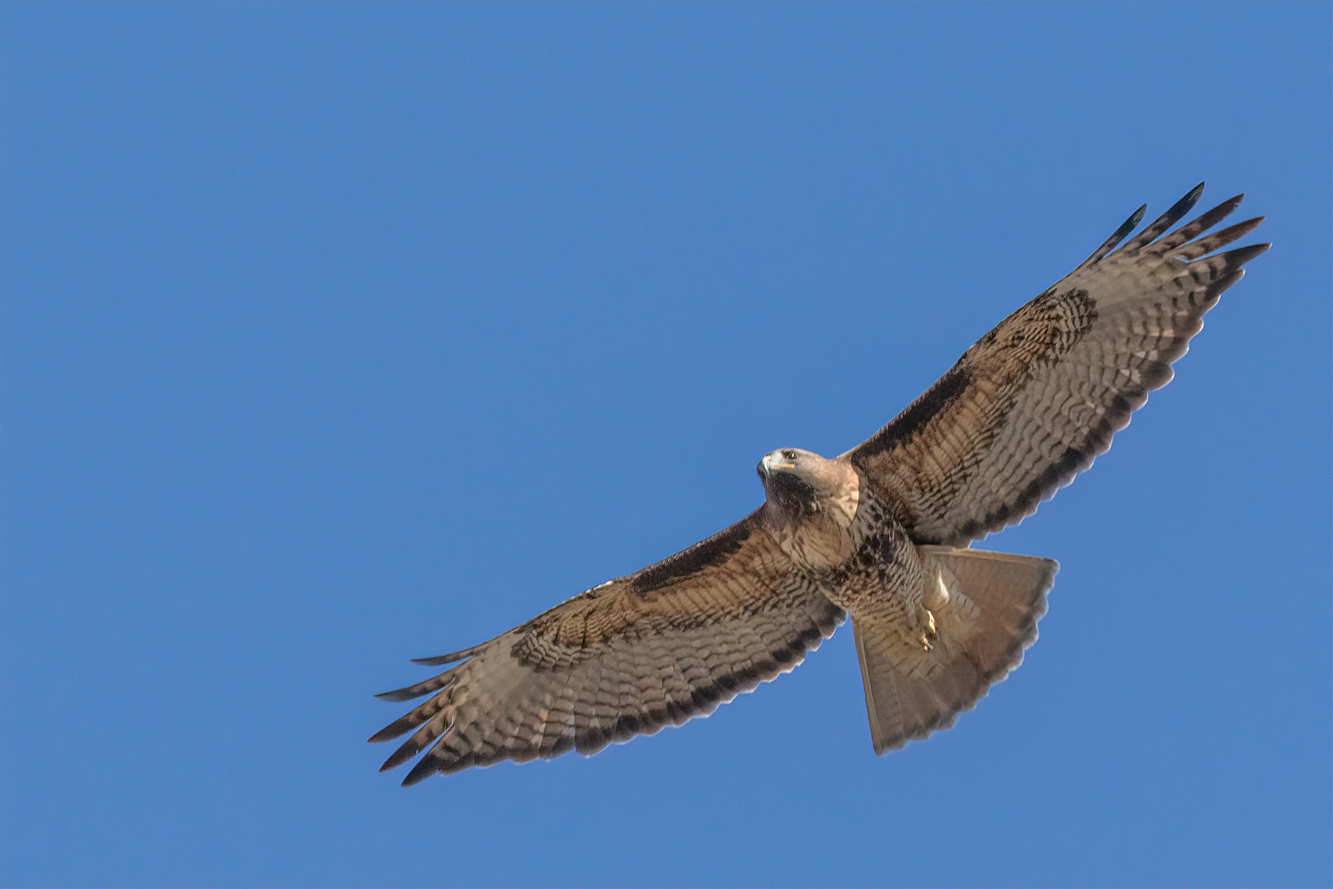 Red-tailed Hawk