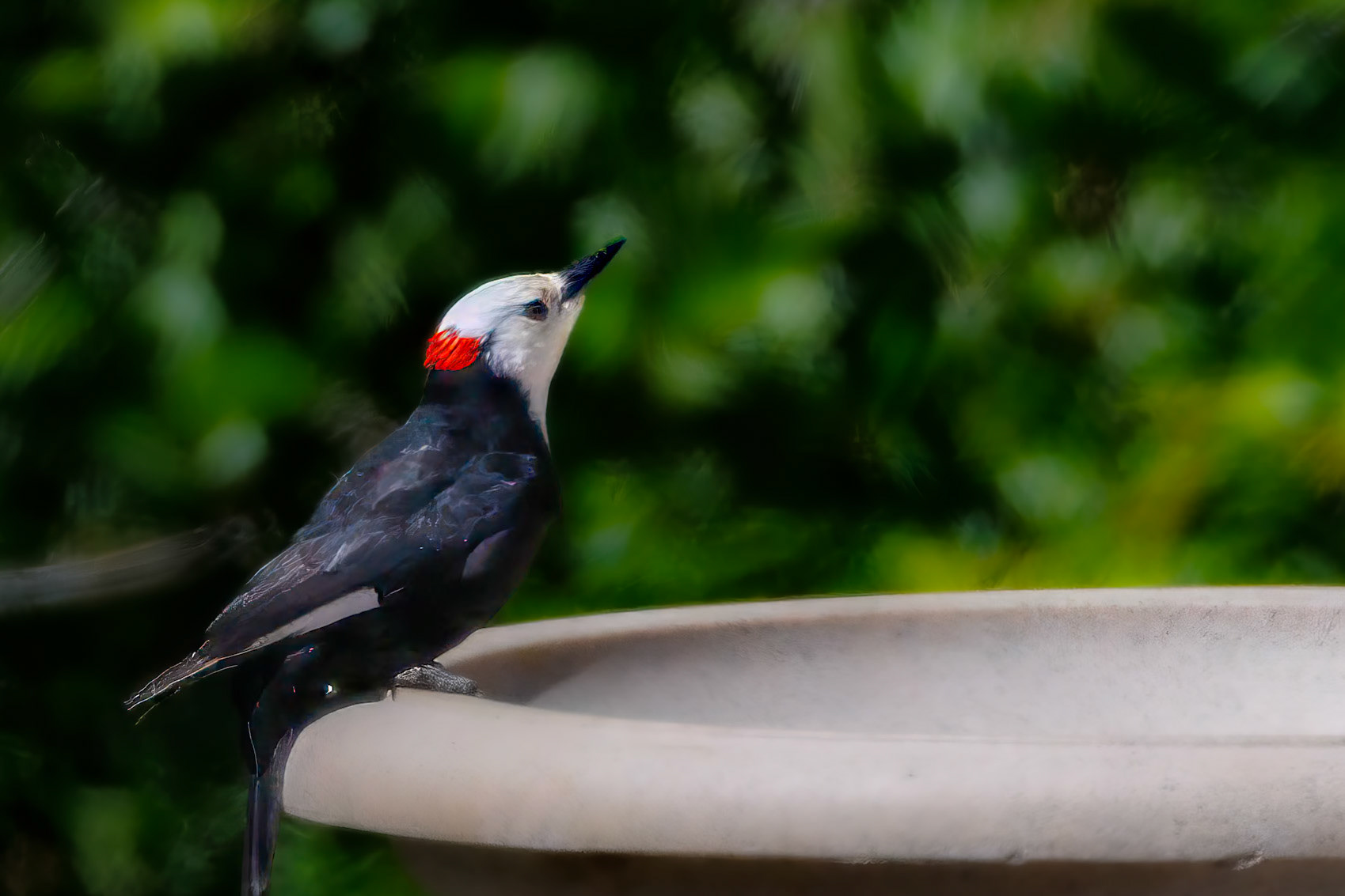White-headed Woodpecker