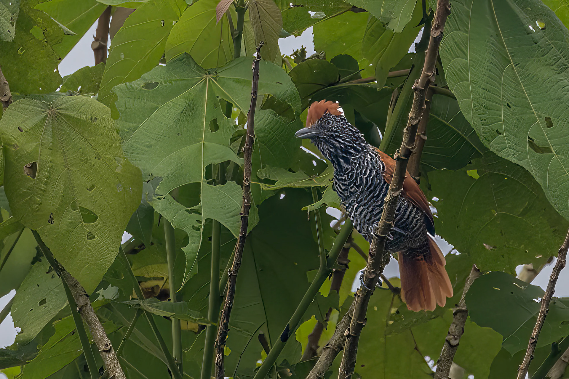 female Lined Antstrike