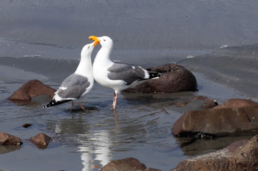 Western Gull