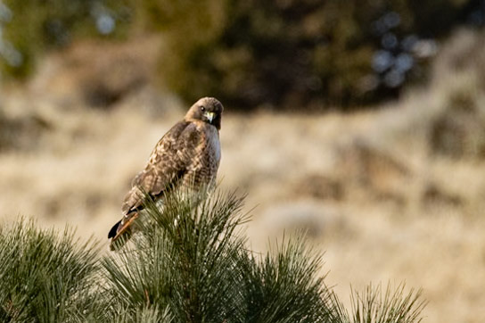 Red-tailed Hawk