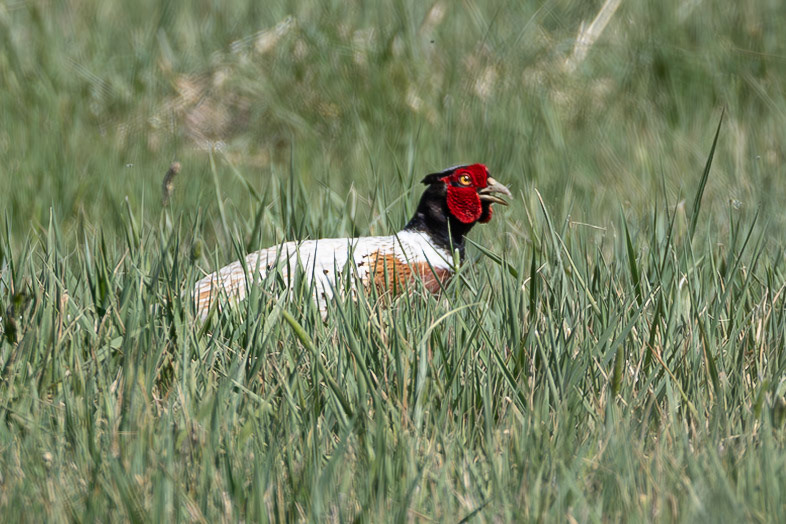 Leucistic Red-necked Pheasant