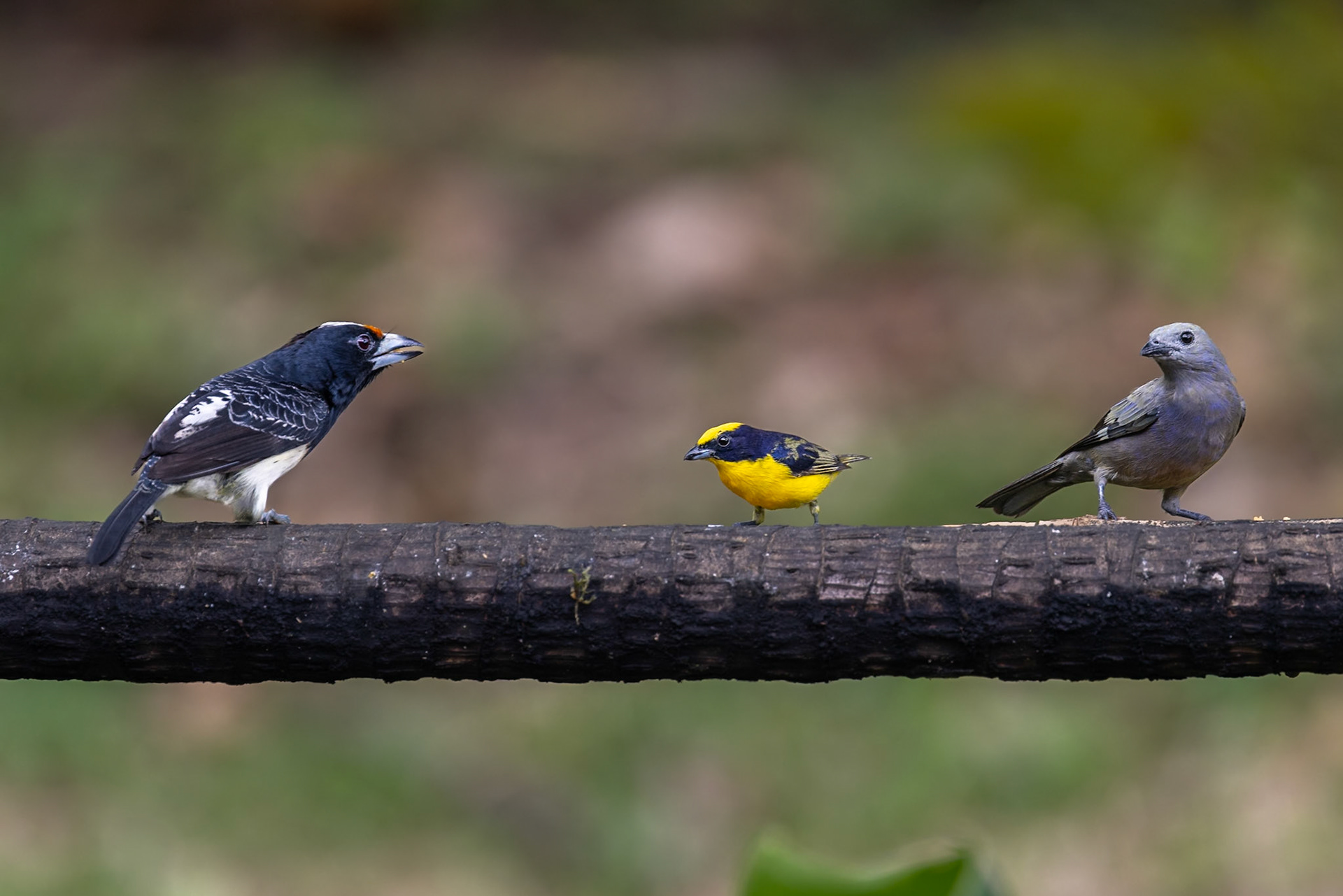 Orange-fronted Barbet, Thick-billed Euphonia, Palm Tanager