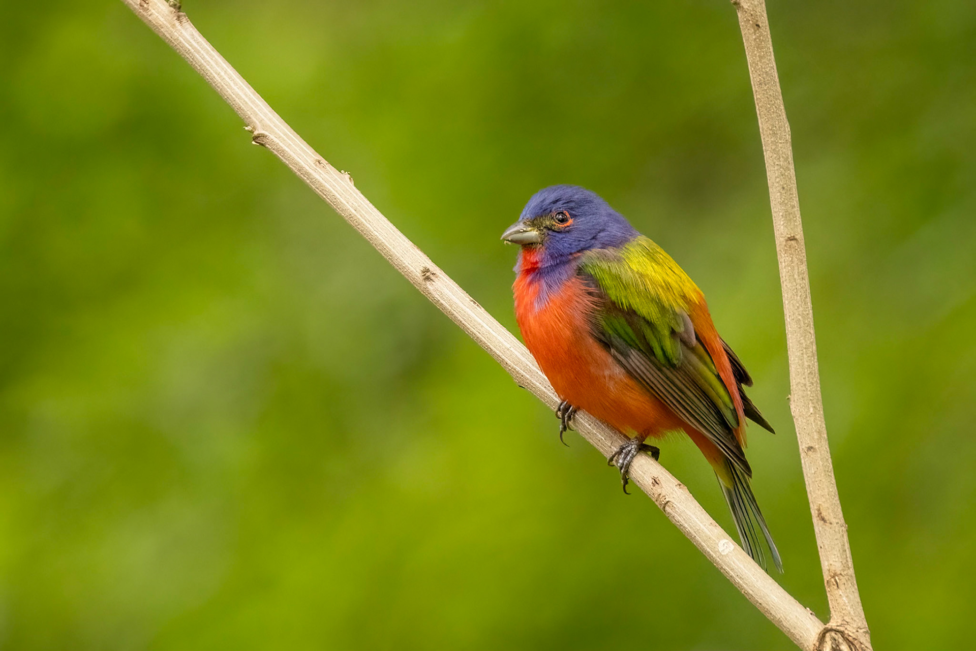 Painted Bunting