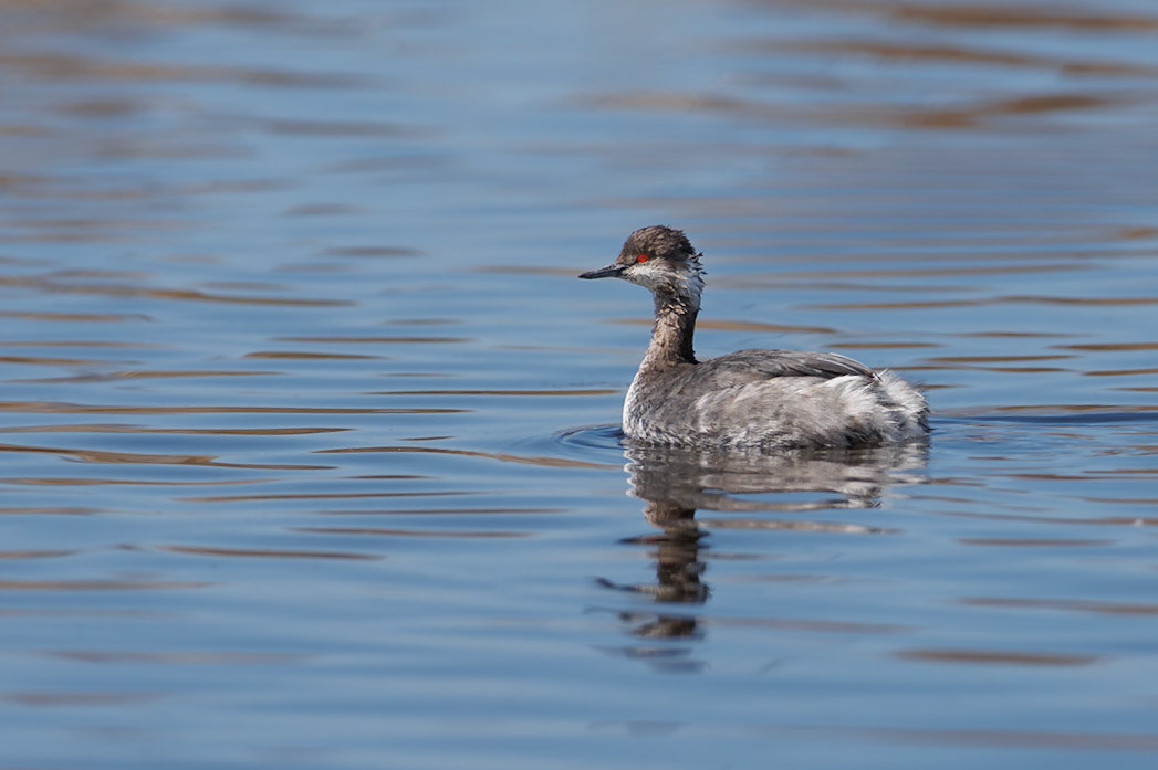 Molting Eared Grebe