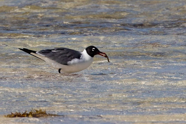 Laughing Gull