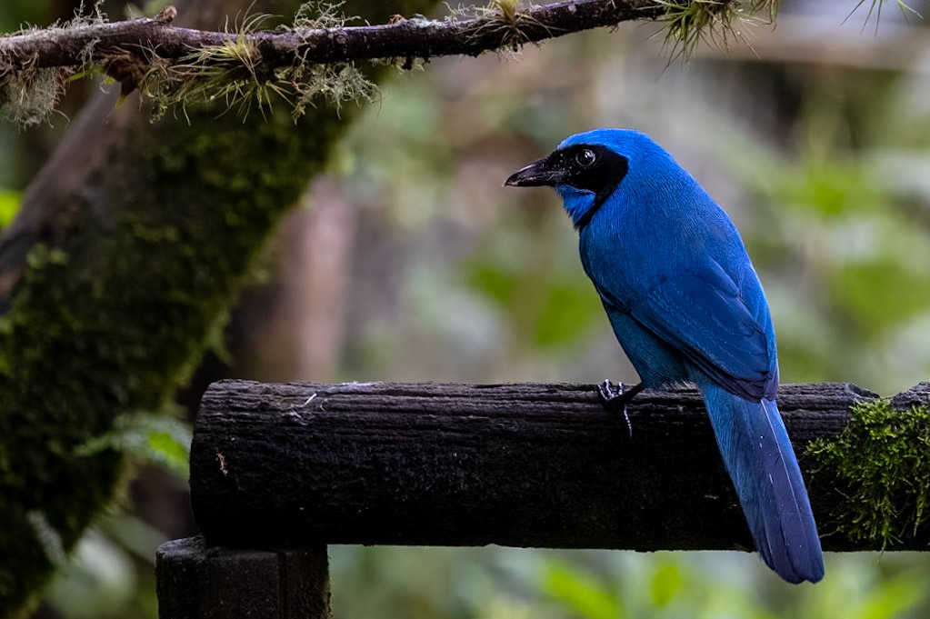 Turquoise Jay