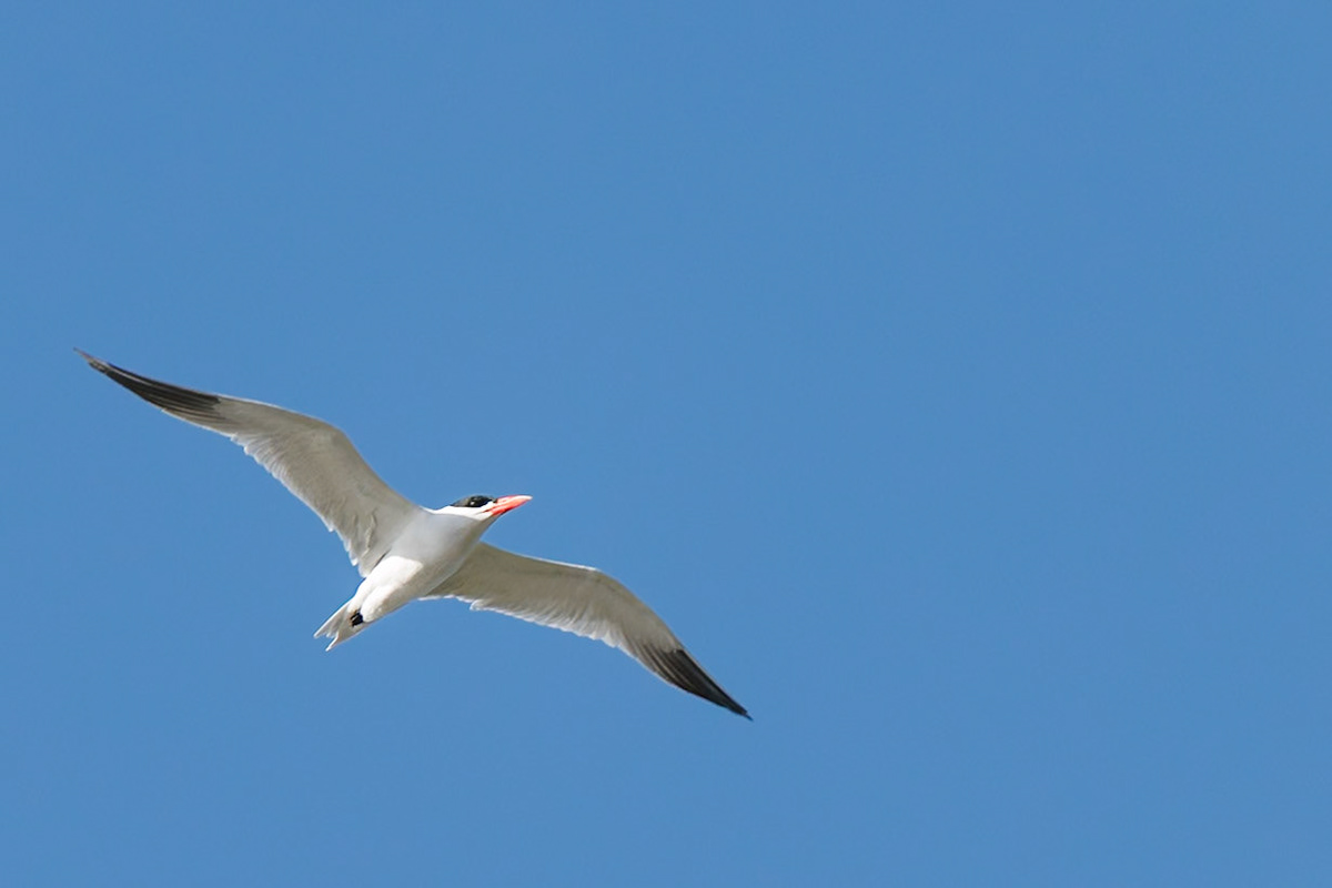 Caspian Tern
