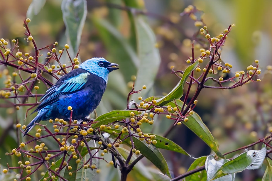 Blue-necked Tanager
