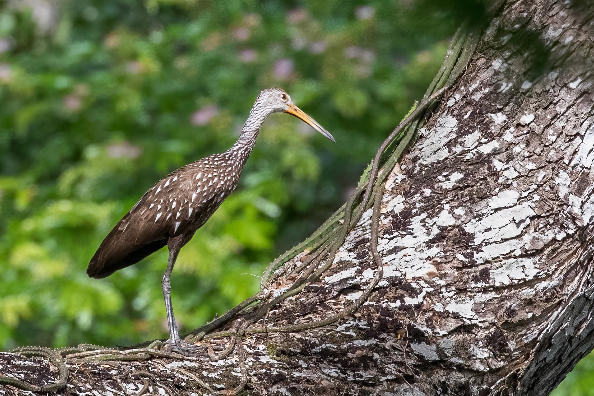 Limpkin