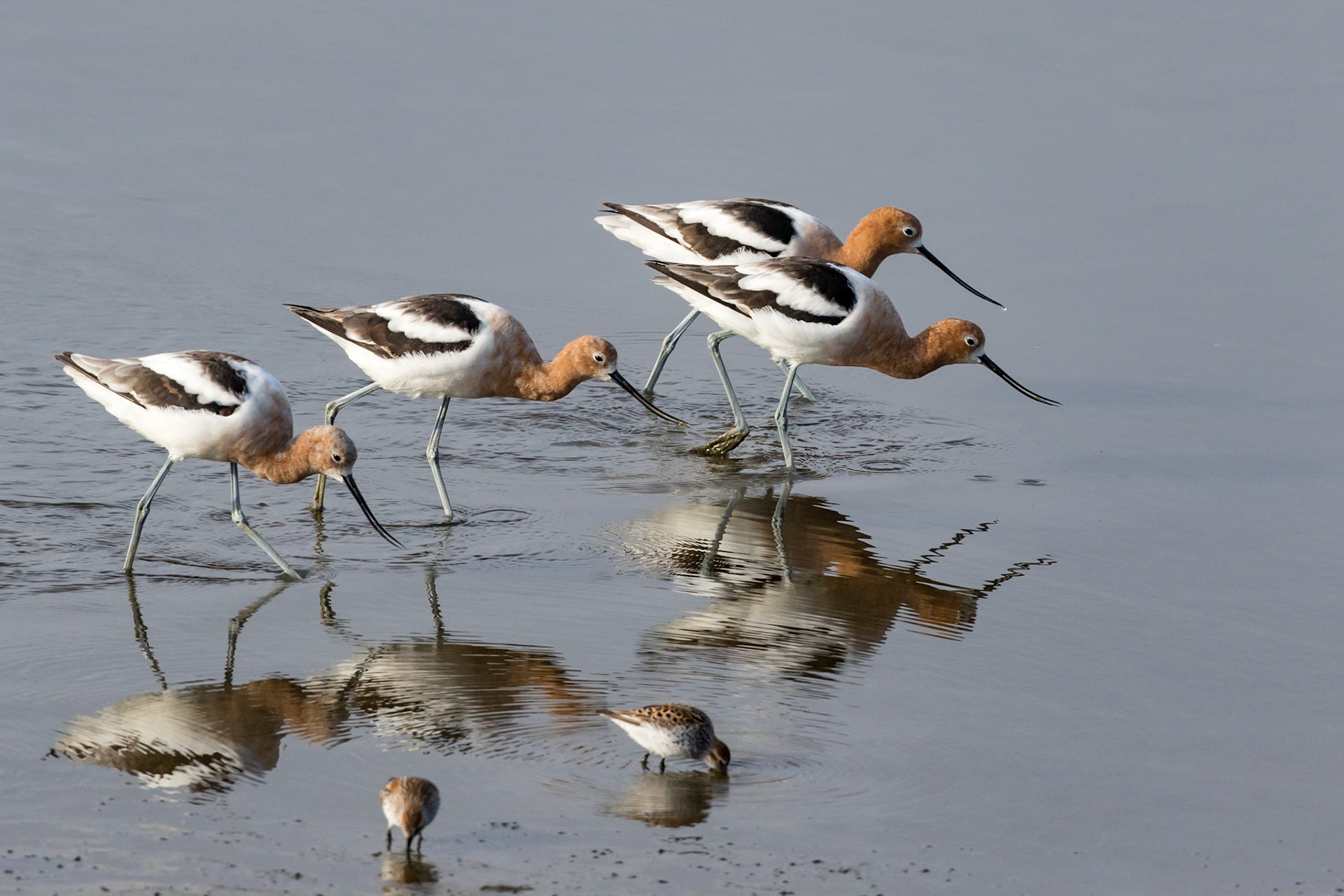American Avocet