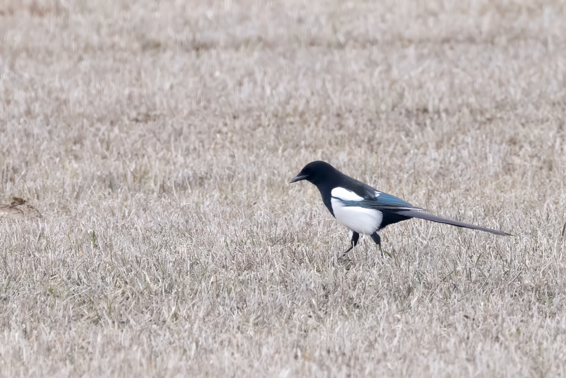 Black-billed Magpie