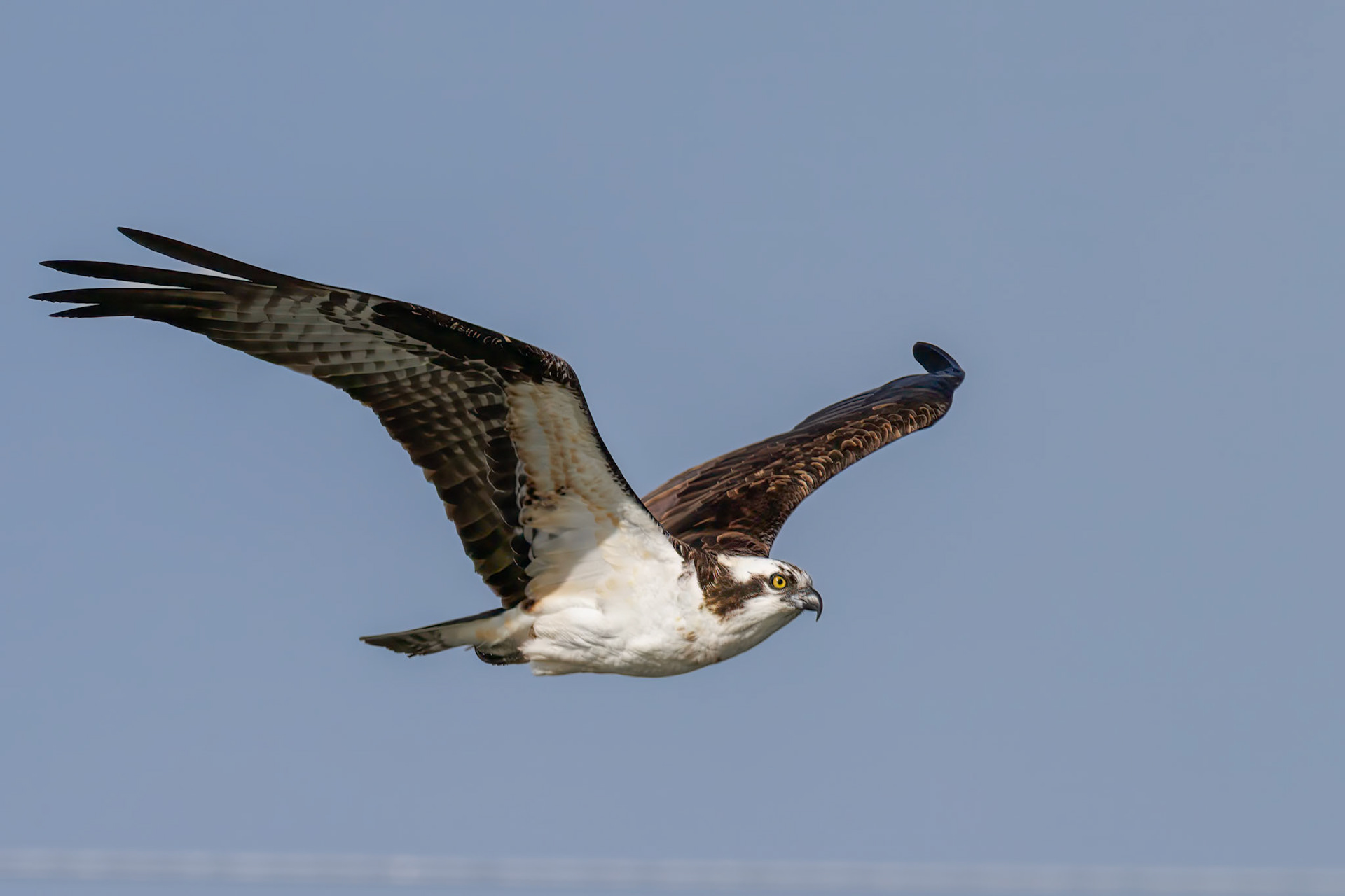 Osprey