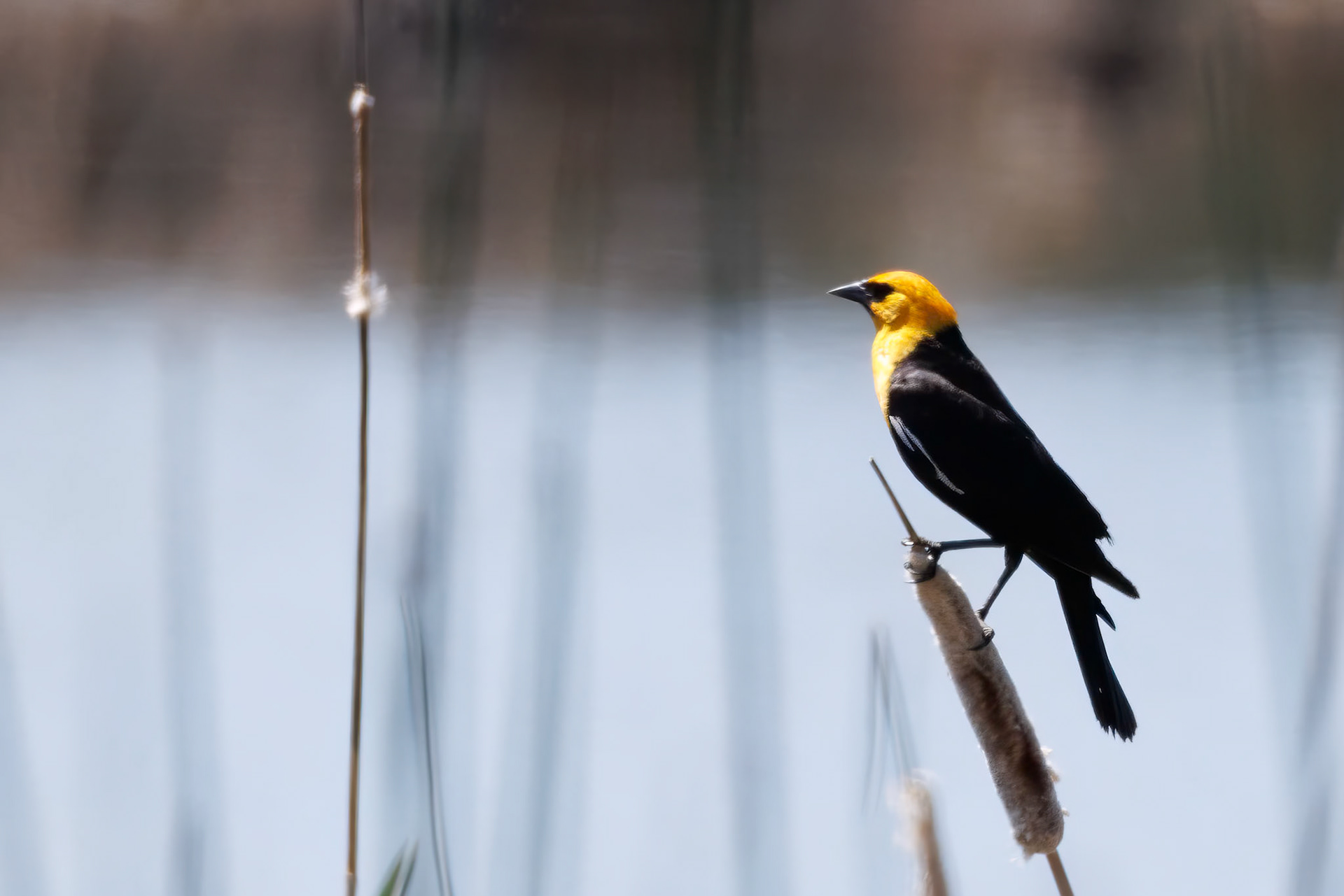 Yellow-headed Blackbird