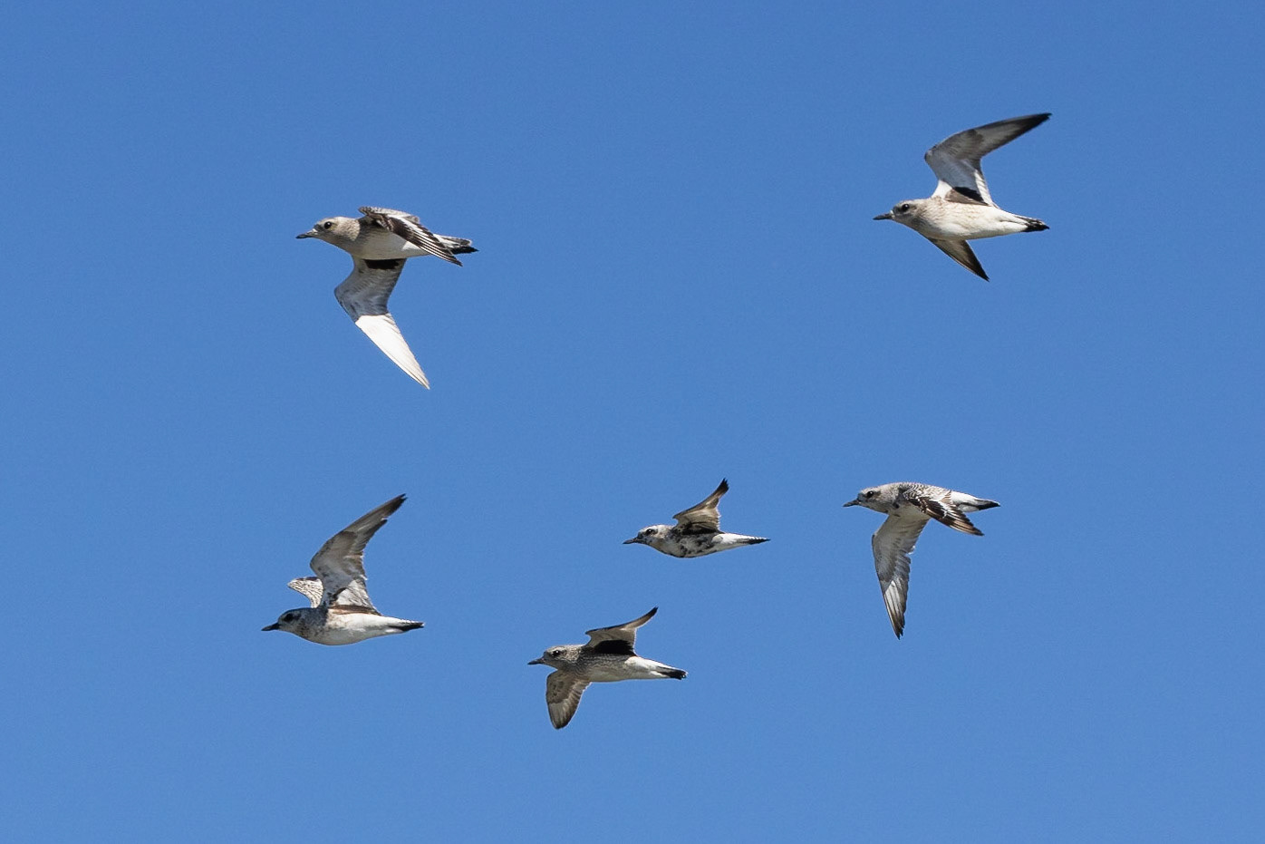 Black-bellied Plover