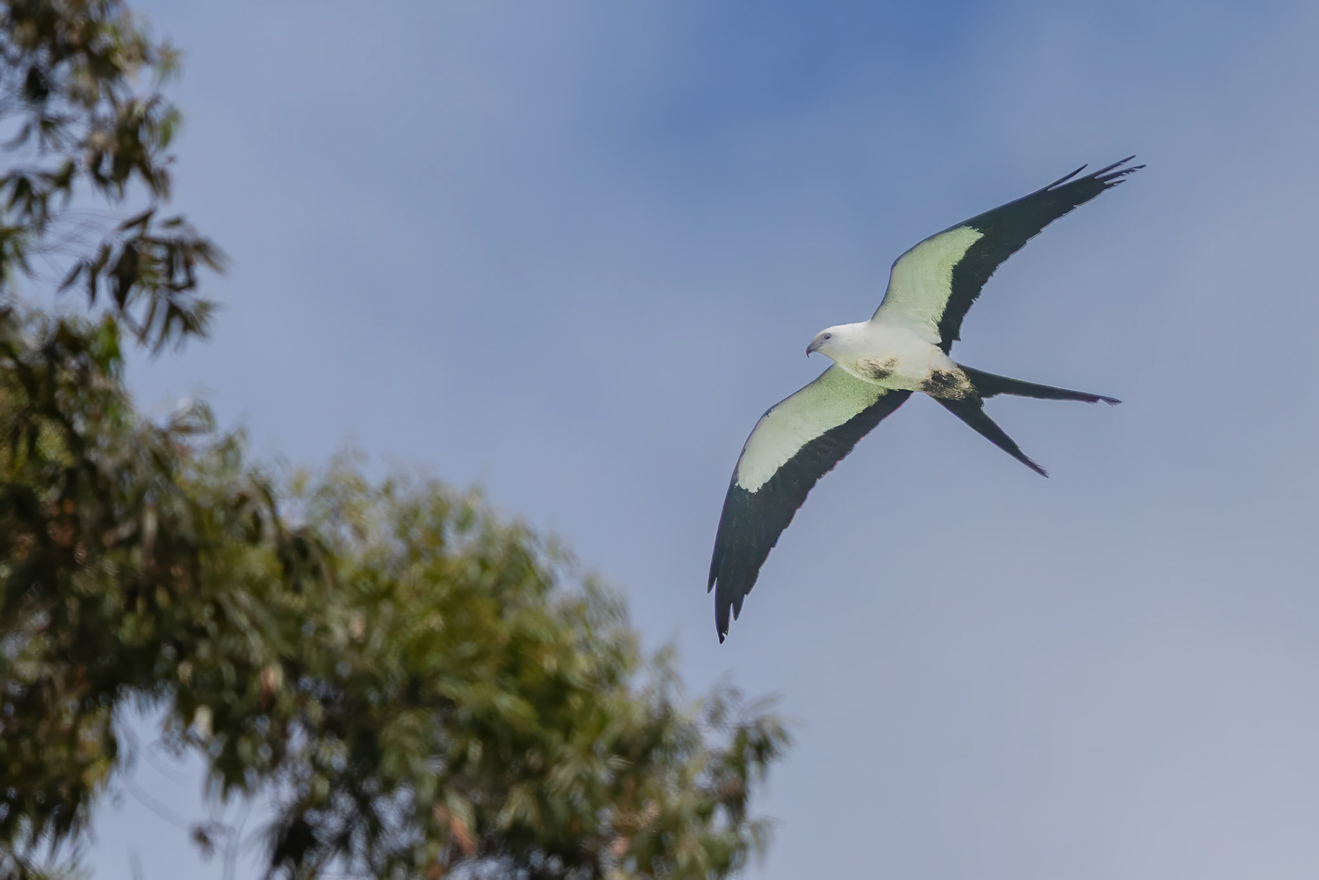 Swallow-tailed Kite