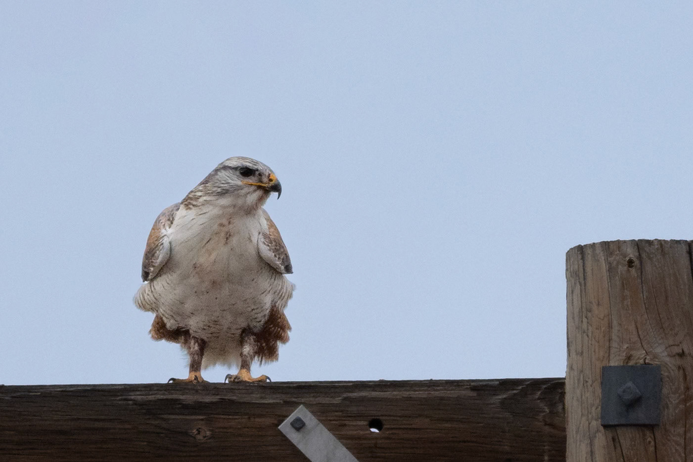 Ferruginous Hawk
