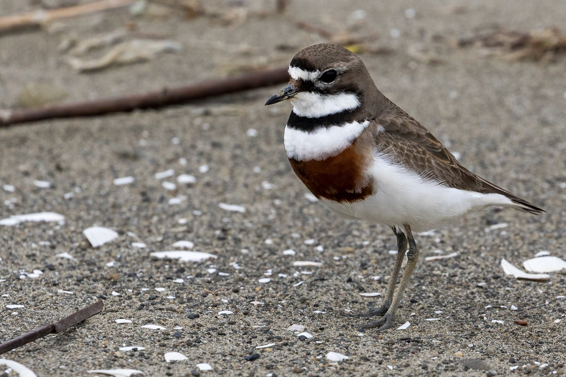 Banded Dotterel