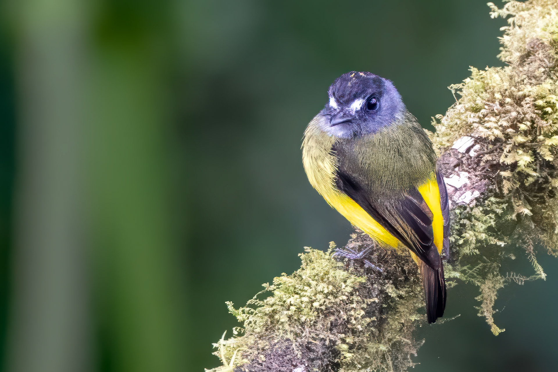 Ornate Flycatcher