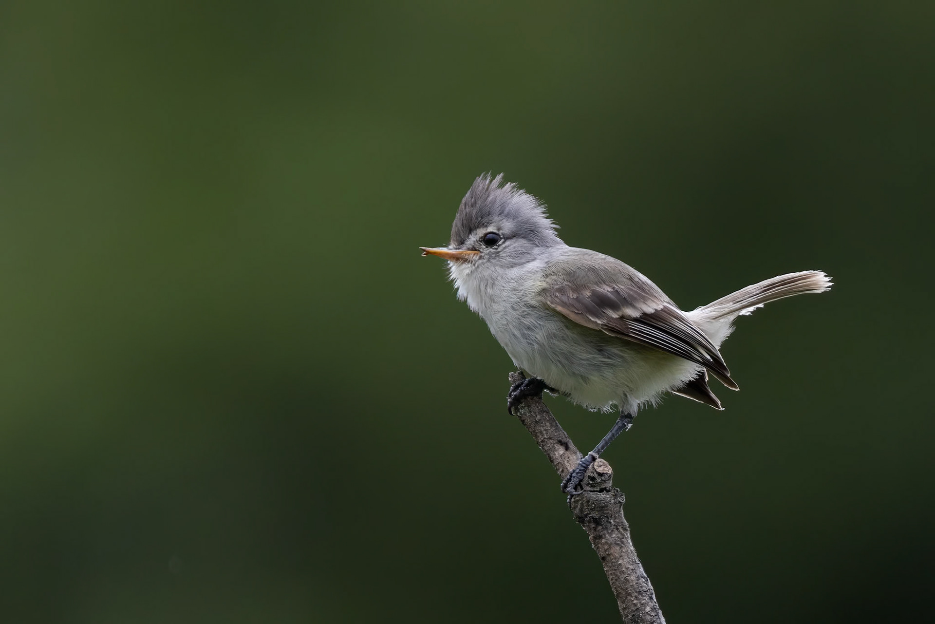 Beardless-Tyrannulet