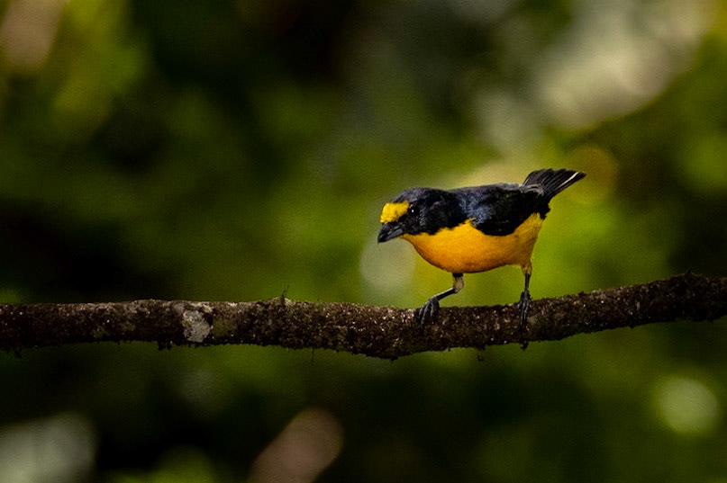 Yellow-throated Euphonia