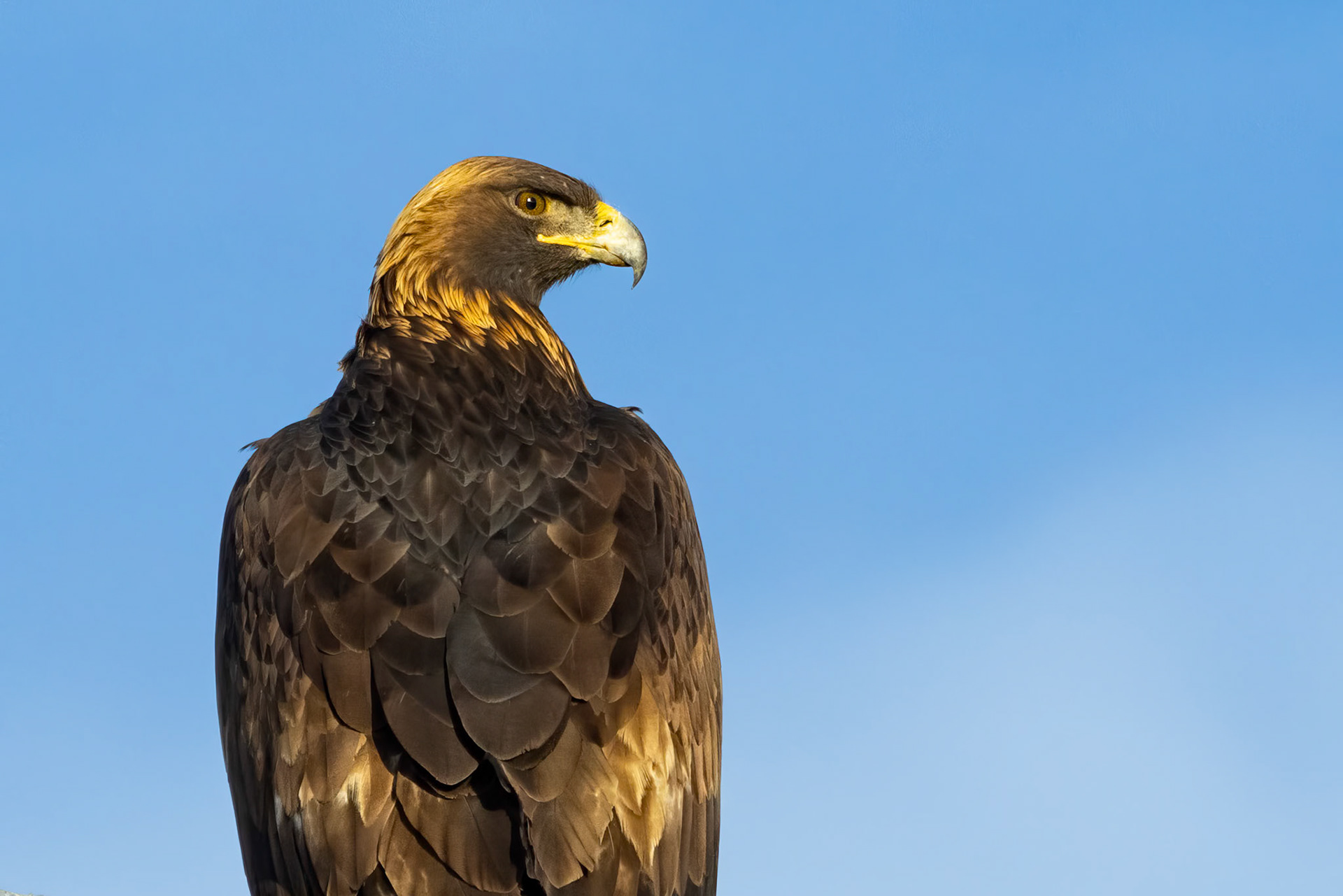 Golden Eagle