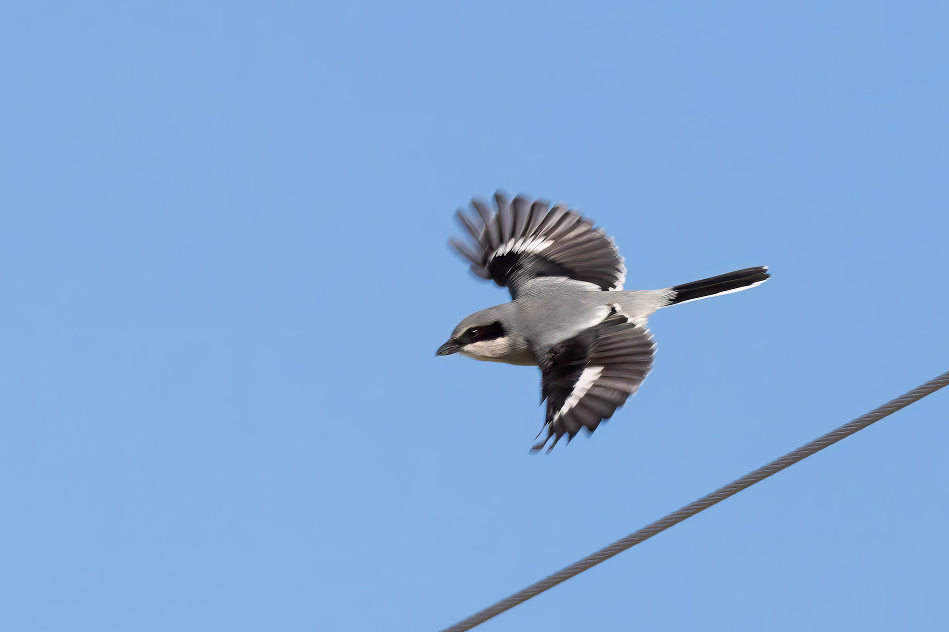Loggerhead Shrike