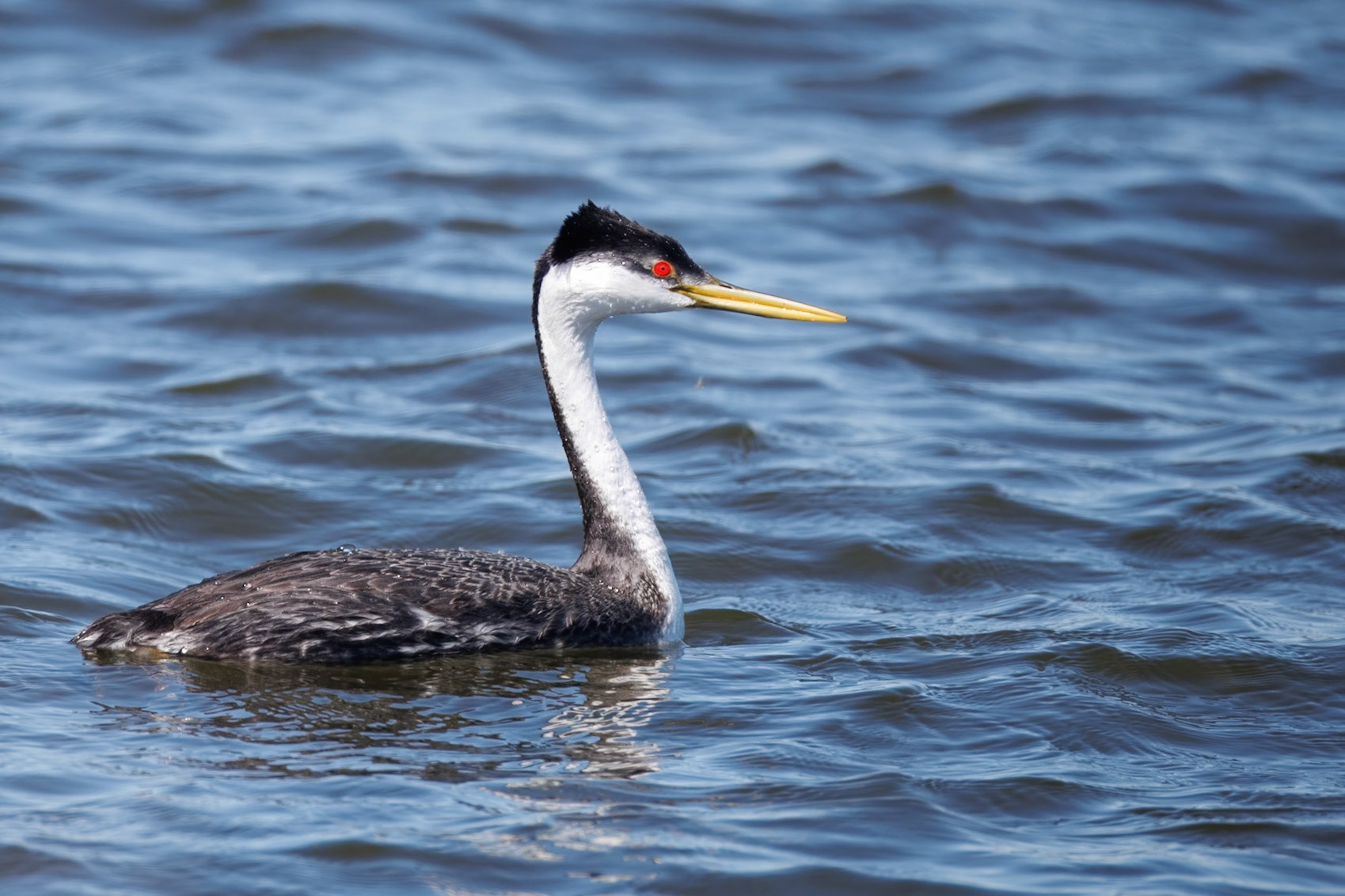 Western Grebe