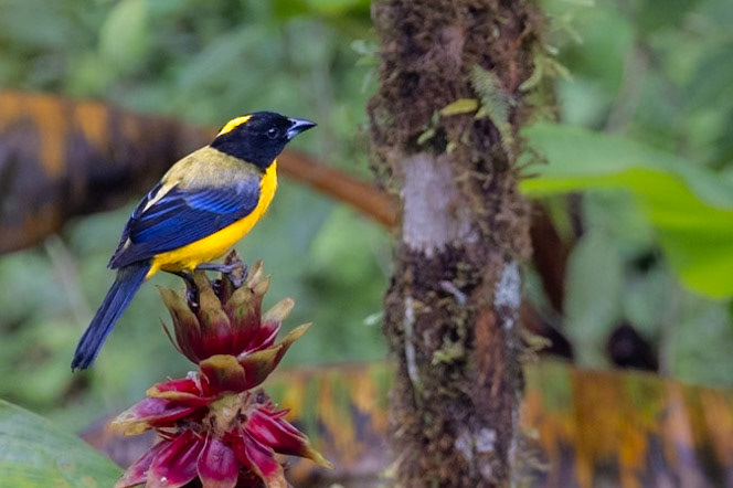 Black-chinned Mountain Tanager