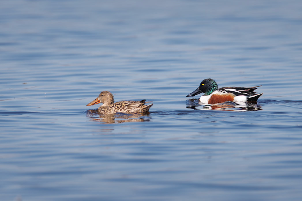 Northern Shoveler