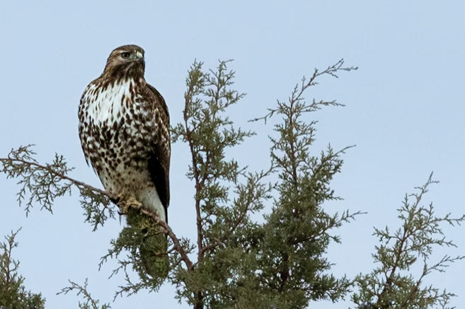 Red-tailed Hawk