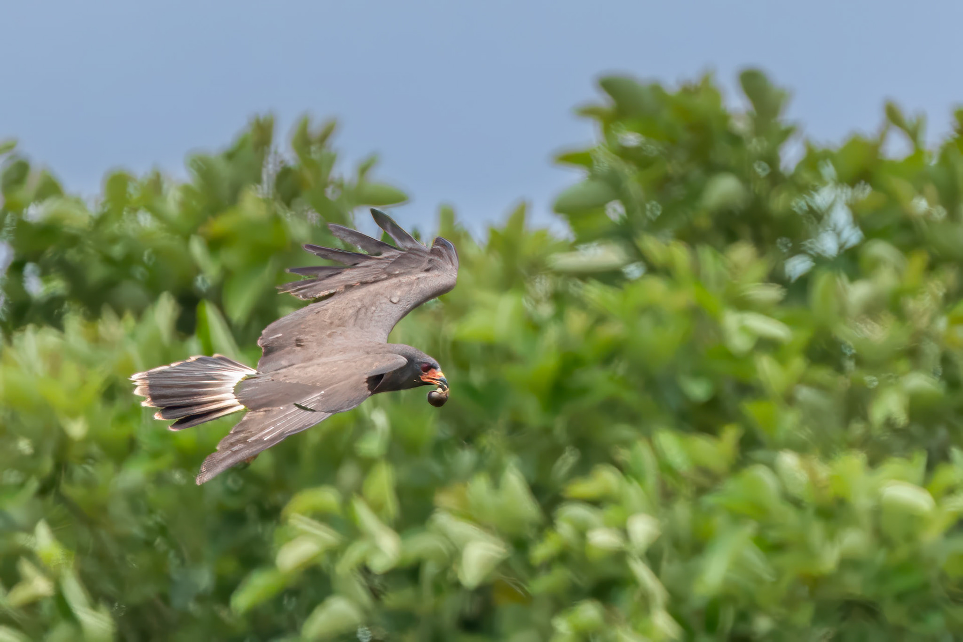Female Snail Kite with snail