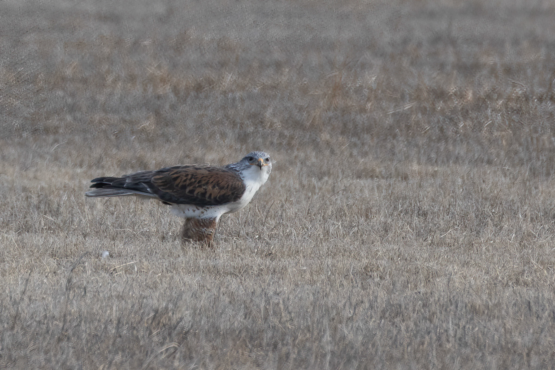 Ferruginous Hawk
