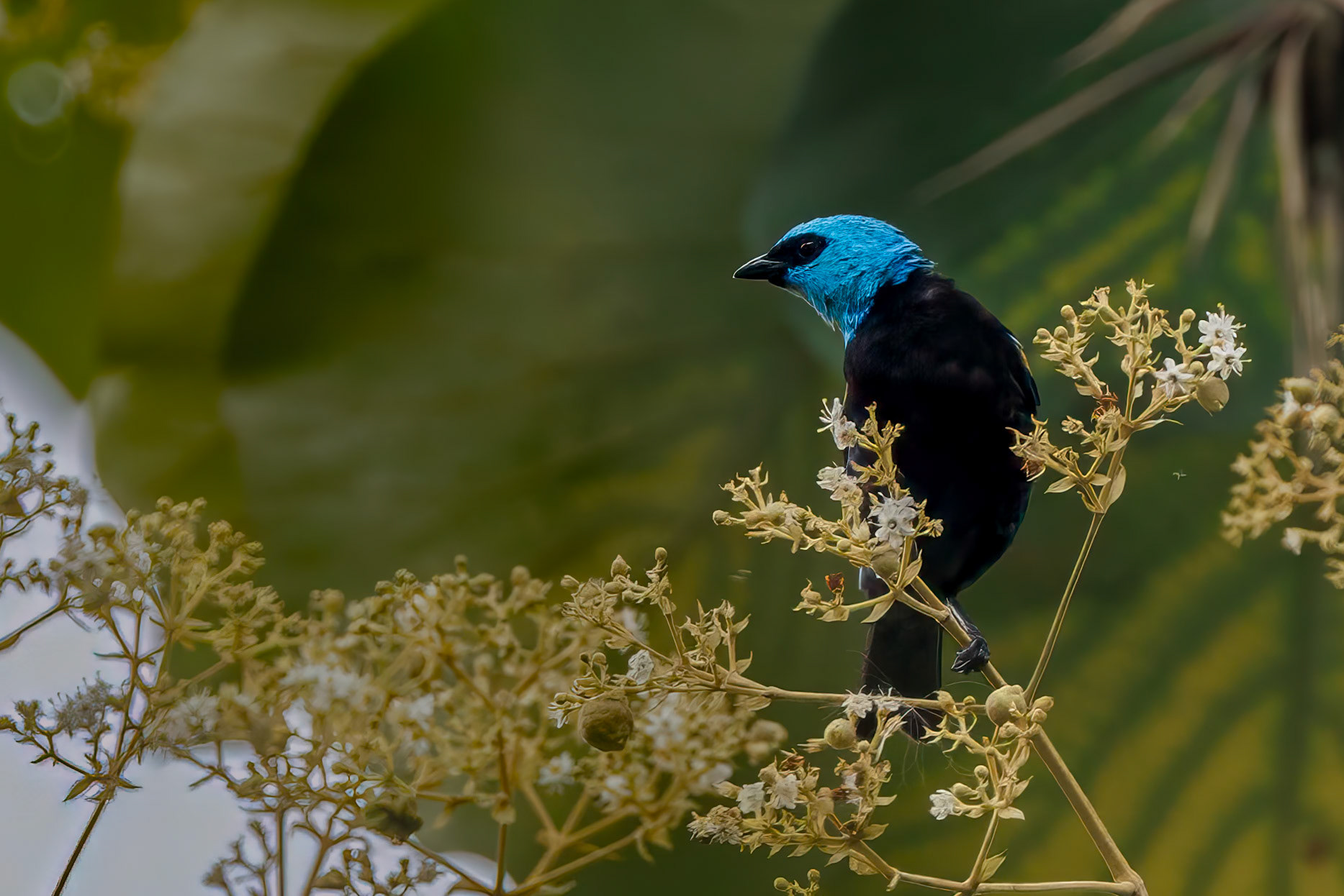 Blue-necked Tanager