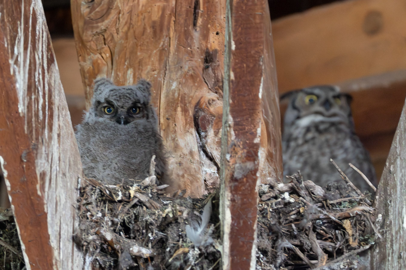 Great Horned Owl