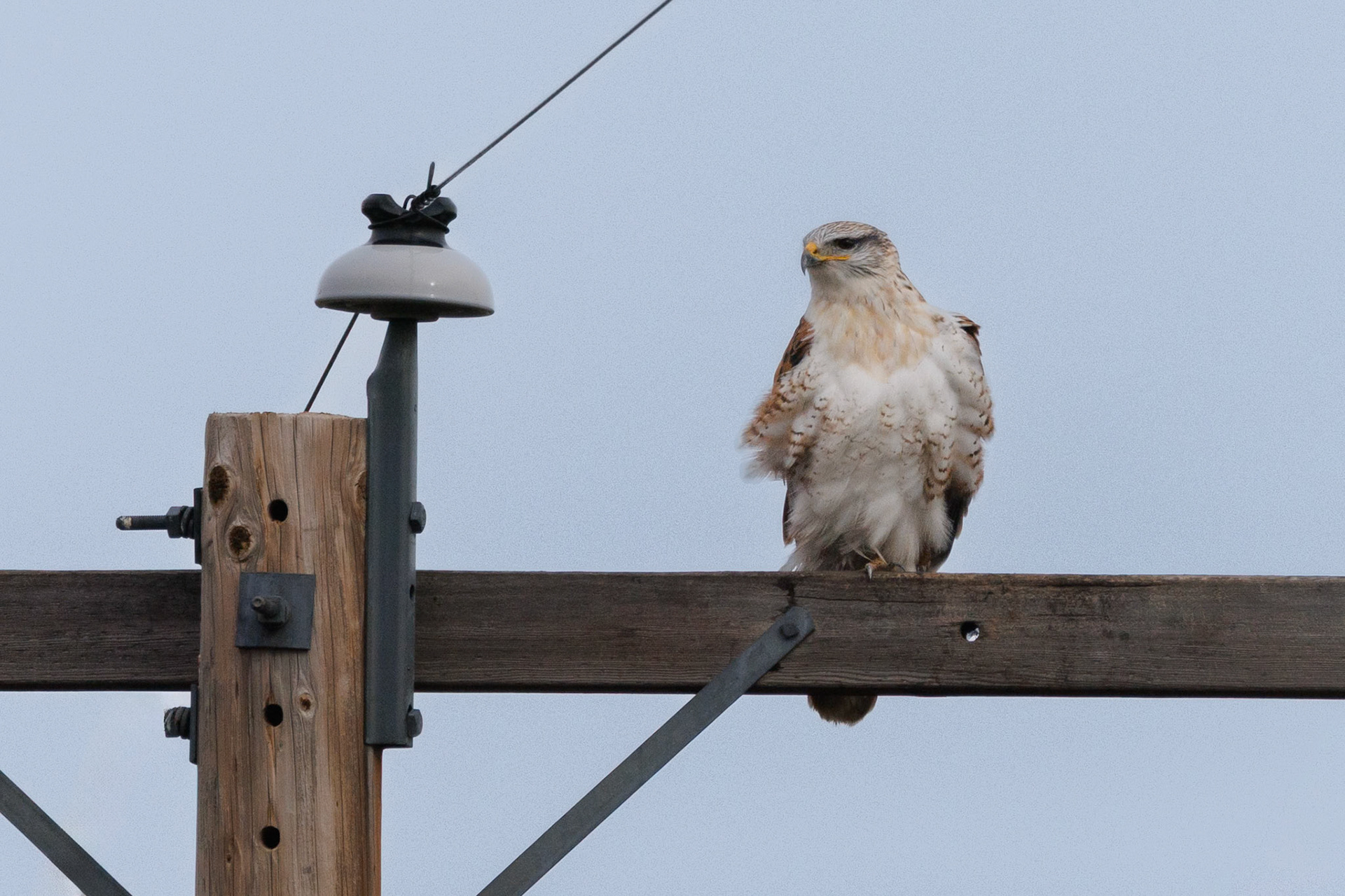 Ferruginous Hawk