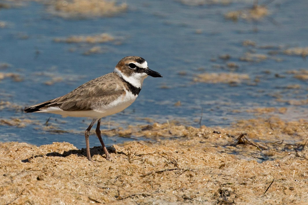 Wilson's Plover