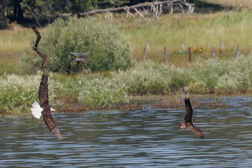 Bald Eagle hunting an Osprey