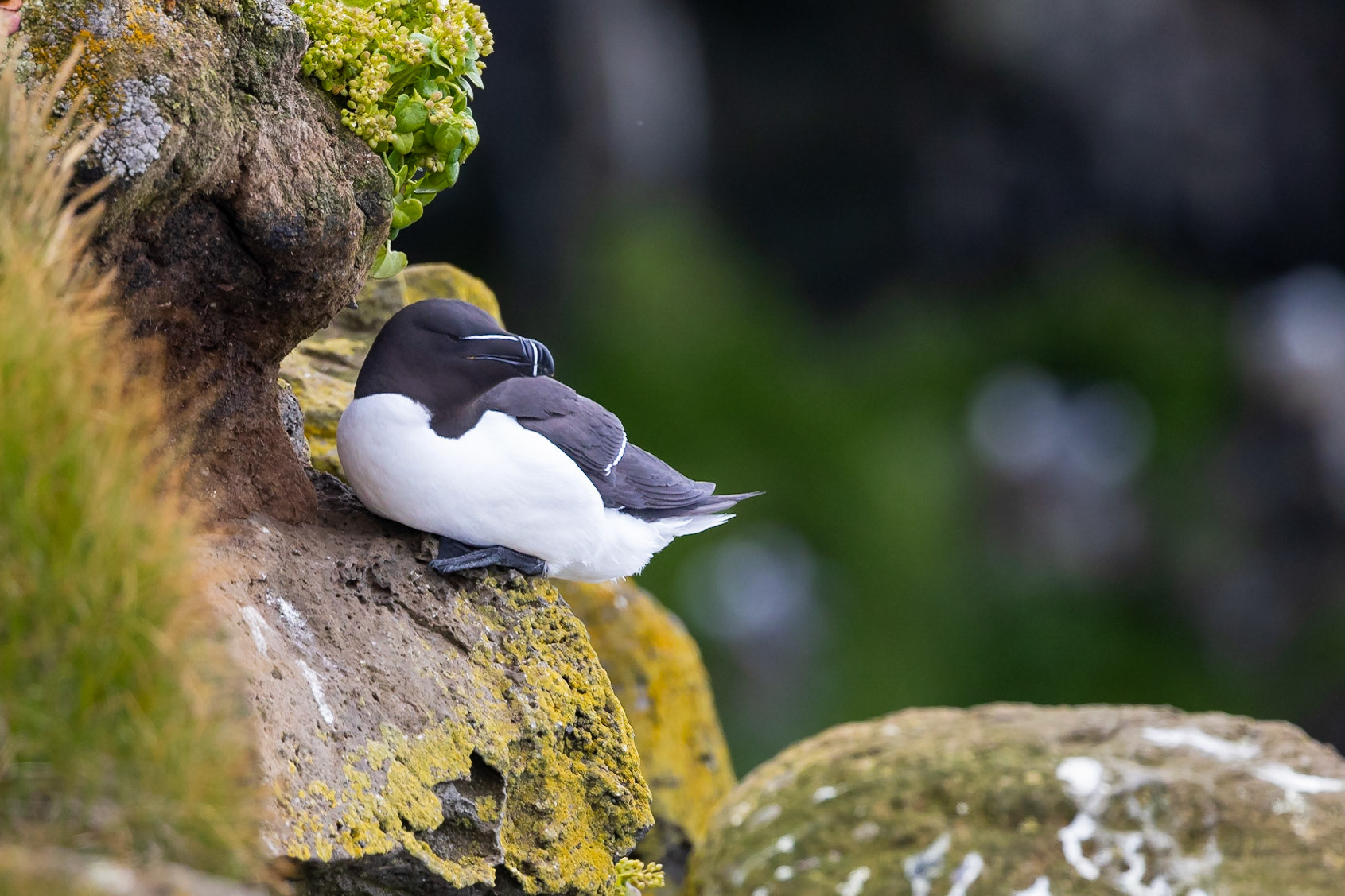 Razorbill