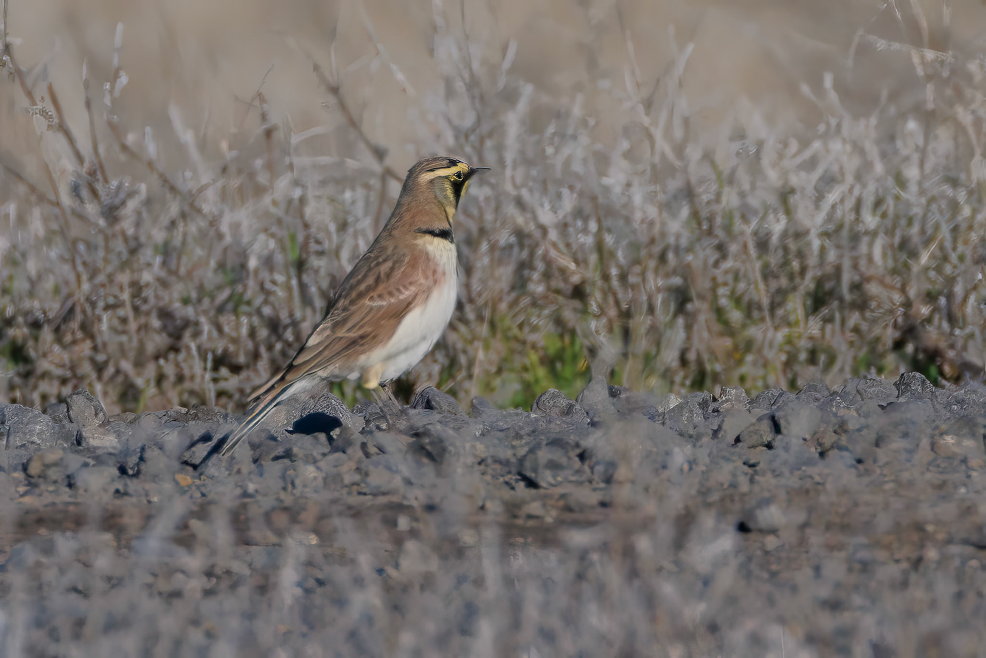 horned Lark