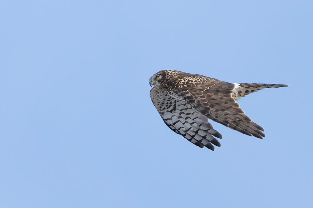 Northern Harrier
