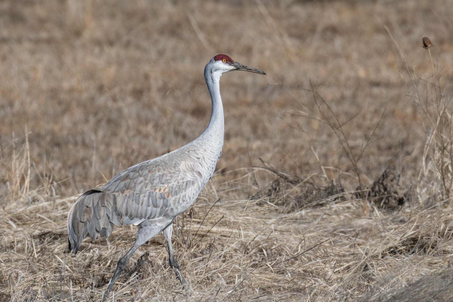 Sandhill Crane
