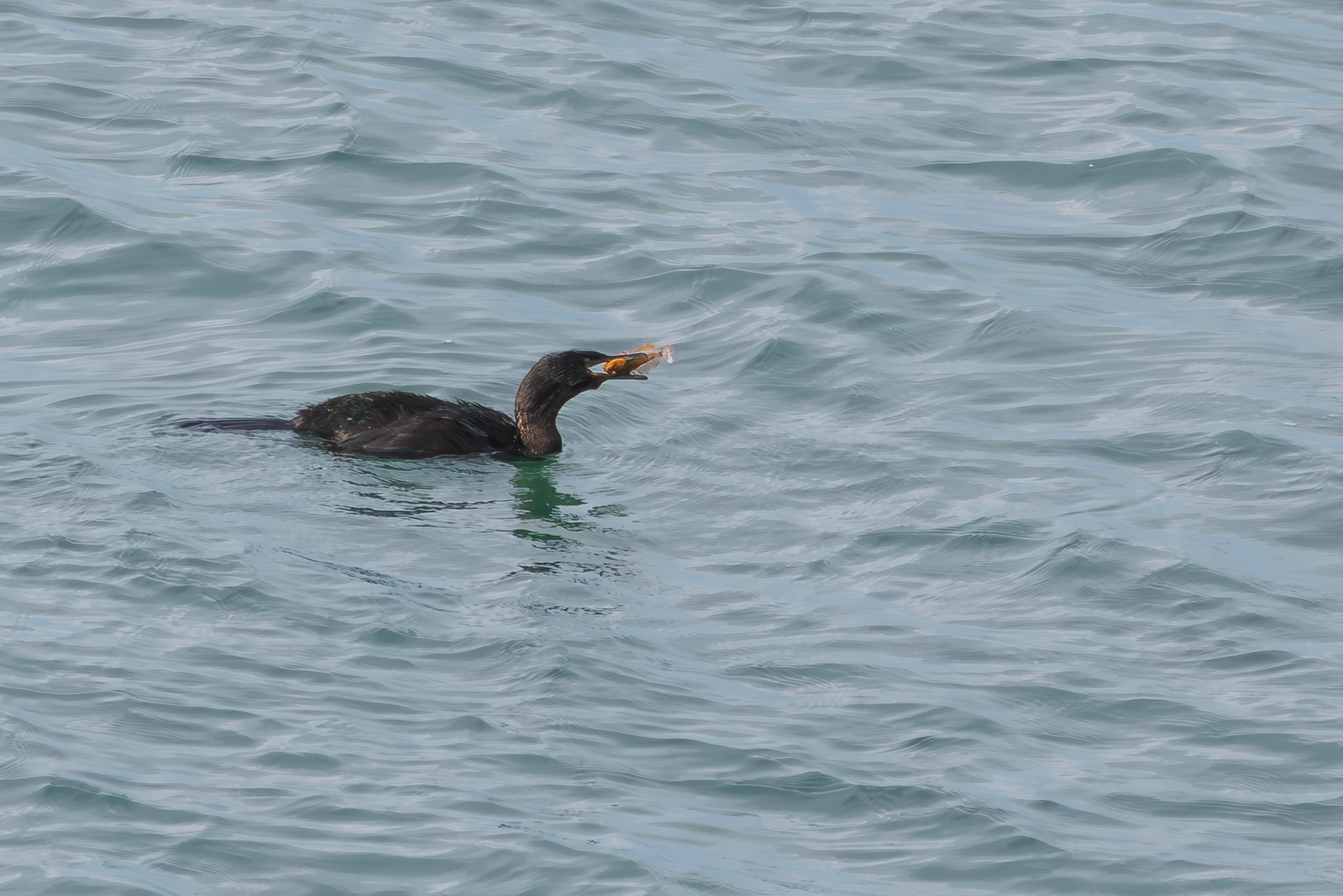 Double-crested Cormorant