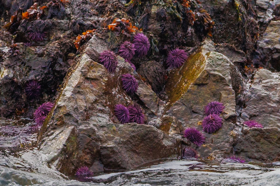 Sea Urchins